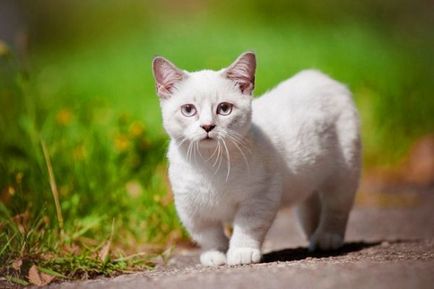 Scurt-picioare Munchkin pisica fotografie, descriere rasa