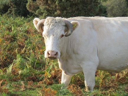 Vaca nu rumegă ce să facă tratament, o metodă populară