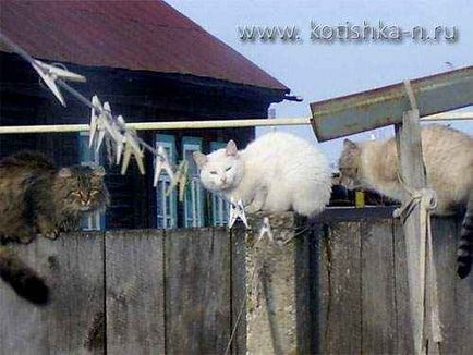 Comportamentul nunta Cat de pisici în timpul împerecherii - faunei