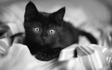 pisică neagră