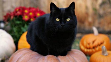 pisică neagră