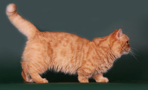 pisică napoleon fotografie, descriere rasa, caracteristici și preț