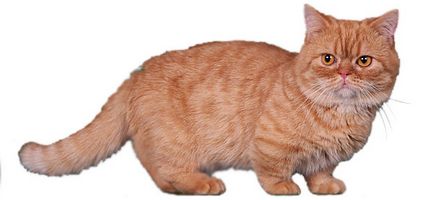 pisică napoleon fotografie, descriere rasa, caracteristici și preț