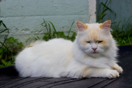 Cat Nap (Menuet) - fotografii, descriere rasa