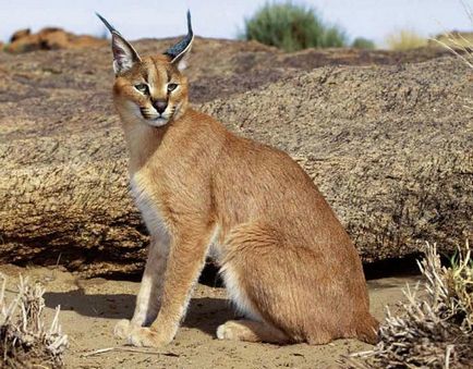 Lynx pisica - rasa, trap ca de pisica cu ciucuri pe urechi