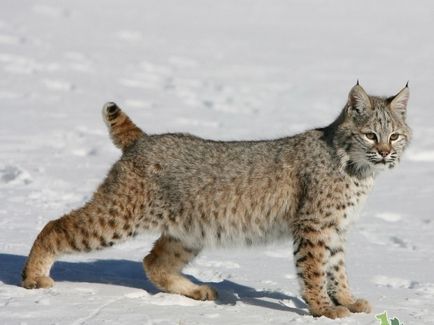 Lynx pisica - rasa, trap ca de pisica cu ciucuri pe urechi