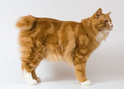 Cat-si-Bobtail si alte rase de pisici fără coadă; o pisică și o pisică fără coadă, similar cu Lynx