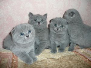 British fotografii pisica eared-lop, produse alimentare și de îngrijire pentru pisoi britanic