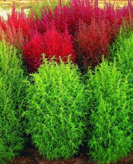 Cultivarea Kochia, tehnologia de plantare, o fotografie, alege o aterizare