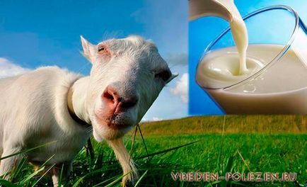 beneficii de lapte de capră și a efectelor nocive
