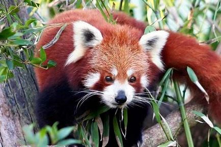 panda roșu, panda roșu, animale