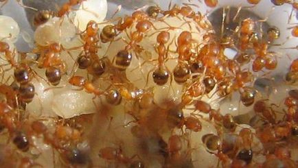 Roșu (foc) descrierea furnici, în cazul în care ei trăiesc, de reproducere, cum să scape