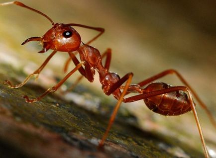 Roșu (foc) descrierea furnici, în cazul în care ei trăiesc, de reproducere, cum să scape
