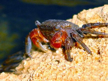 Roșu mangrove crab viața lui de acasă