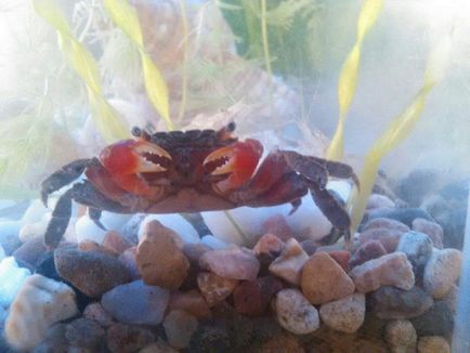 Roșu mangrove crab viața lui de acasă