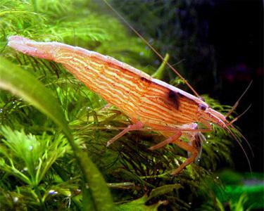 specii de creveți acvariu, condițiile de detenție și de reproducție