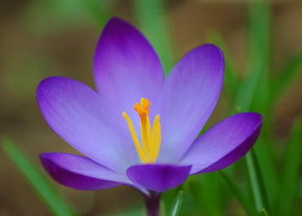 plantare Crocus și de îngrijire în câmp deschis