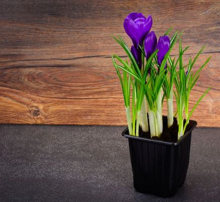 Brândușeii (brândușeii) de plantare și de îngrijire la domiciliu, fotografie, cultivare