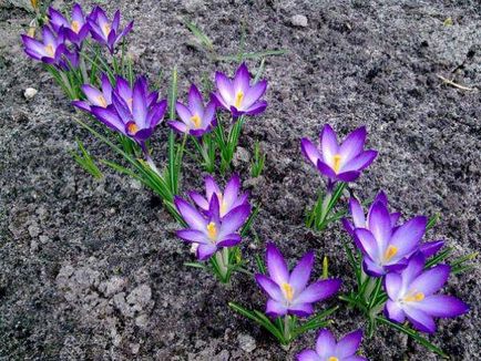 plantare de flori Crocus și de îngrijire în fotografie acasă