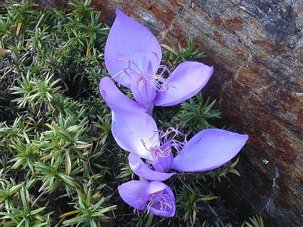 plantare de flori Crocus și de îngrijire în fotografie acasă