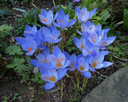 plantare de flori Crocus și de îngrijire în fotografie acasă