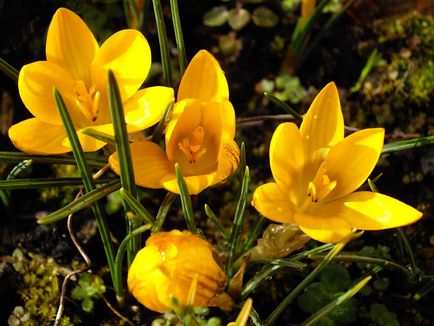 plantare de flori Crocus și de îngrijire în fotografie acasă