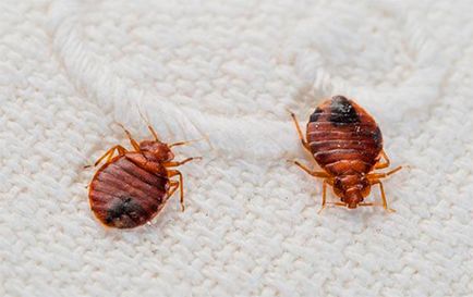 Blood-suge insecte in pat - care te musca pe timp de noapte