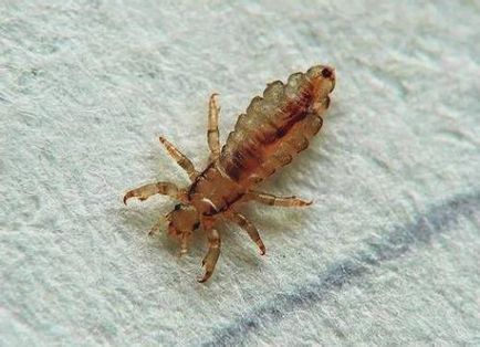 Blood-suge insecte in pat - care te musca pe timp de noapte