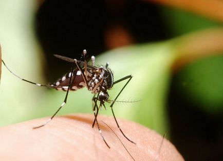 Cine e de sex feminin sau masculin înțepături de țânțar