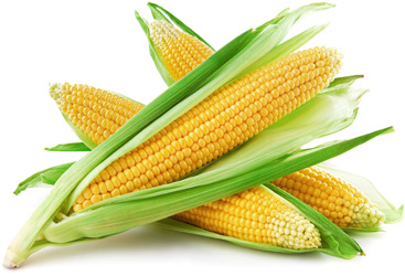 Corn - util și proprietăți nocive ale porumbului