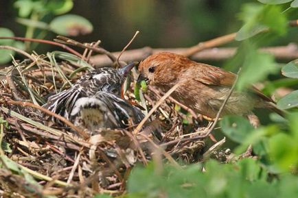 Cuckoo descriere obișnuită și fotografii