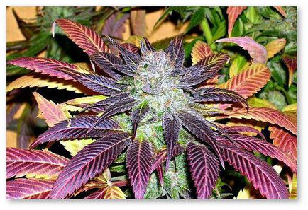 Cultivarea Cannabis (baza)