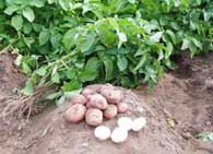 cartofi de plante cultivate descrierea cartofilor a plantei