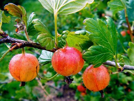 Coacăz - plantare și îngrijire fotografie coacăze, îngrășăminte și de tăiere coacăze, boala coacăze