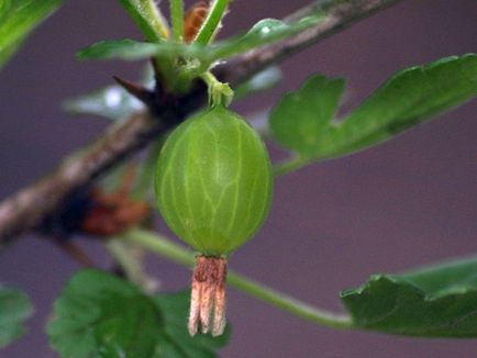 Coacăz - plantare și îngrijire fotografie coacăze, îngrășăminte și de tăiere coacăze, boala coacăze