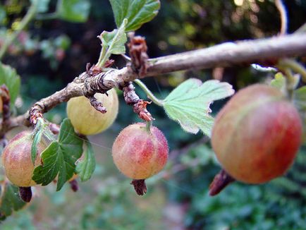 Coacăz - plantare și îngrijire fotografie coacăze, îngrășăminte și de tăiere coacăze, boala coacăze