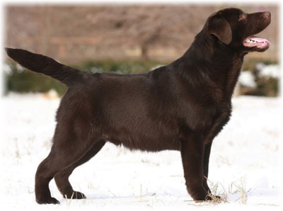Labrador Retriever - fotografie, întreținere și îngrijire pentru pui, hrănire, boala