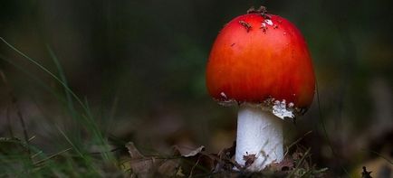 Tratamentul Fly agaric articulațiilor și nu doar tinctura de ciuperci de vodca pentru articulații