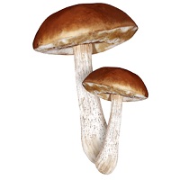 ciuperci sălbatice comestibile cu fotografii, nume și descrieri