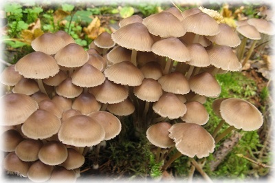 ciuperci sălbatice comestibile cu fotografii, nume și descrieri