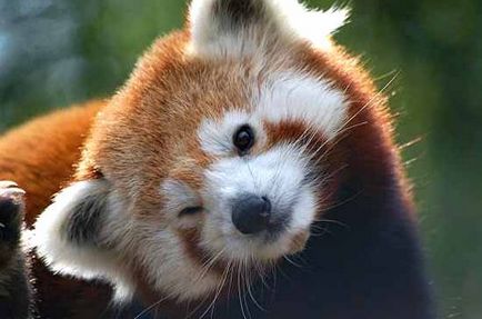 Firefox vulpe cu un logo sau panda roșu