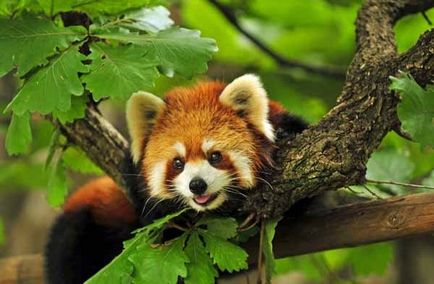 Firefox vulpe cu un logo sau panda roșu