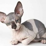Bald pisica numele rasei, fotografie și prețul, descrierea fizică și caracter și în cazul în care cele mai bune pepiniere