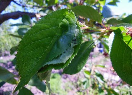 Tortricidae - cum să lupte