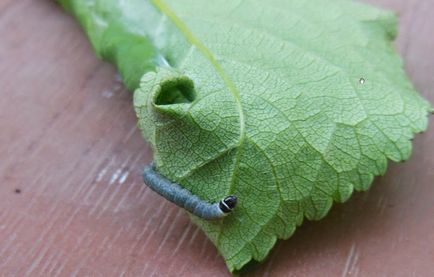 Tortricidae - cum să lupte