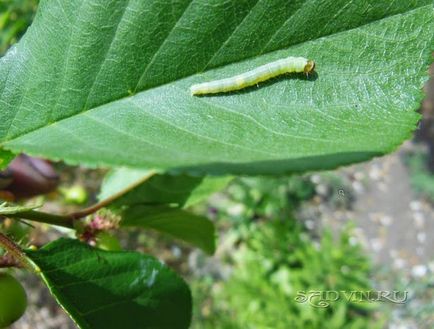 Tortricidae - cum să lupte