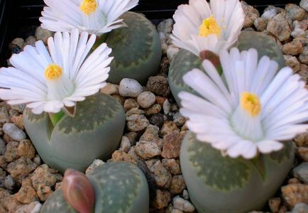 Lithops, cum să aibă grijă de la domiciliu