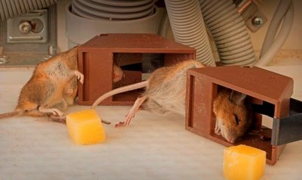 Capcane pentru șobolani cu mâinile lor capcană pentru șoareci, casă Rat-capcane, cușcă pentru rozătoare