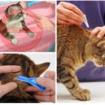 Picături de top de purici pentru pisici, pisici și pisici