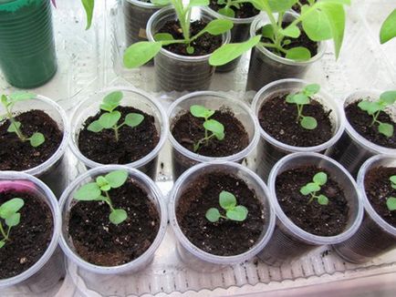 plantare și îngrijire Snapdragon (foto), pentru a alege semințe și răsaduri